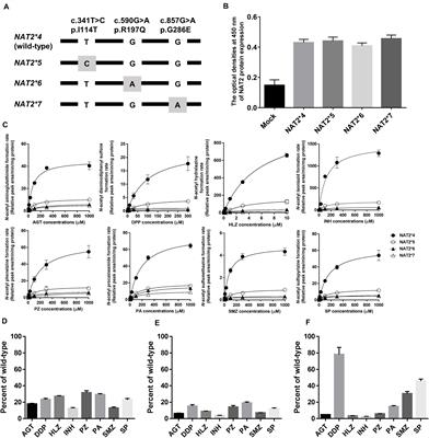 Functional Characterization of the Effects of N-acetyltransferase 2 Alleles on N-acetylation of Eight Drugs and Worldwide Distribution of Substrate-Specific Diversity